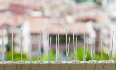 Bird Spikes Near Me